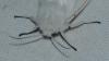 Spilosoma lubricipeda